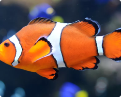 Imagem do peixe Peixe palhaço